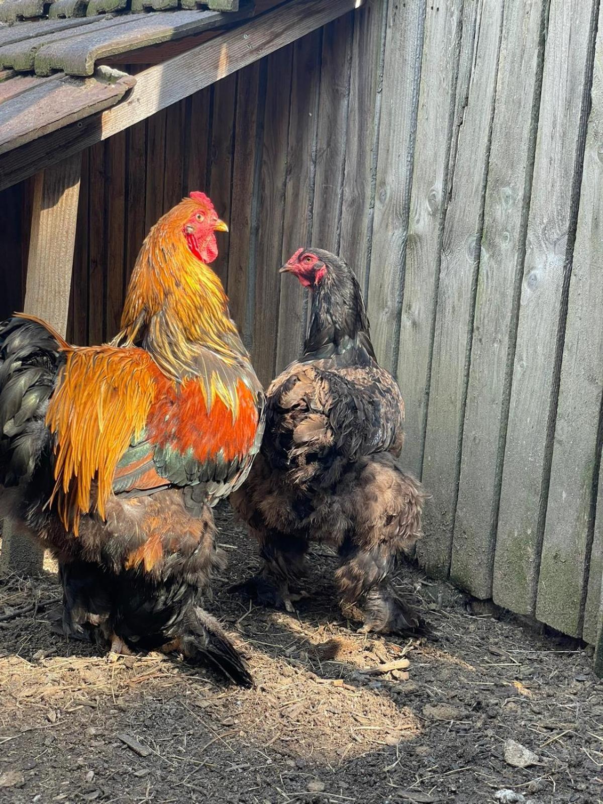 Le Domaine De La Plume Gasthof